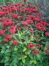 Monarda Gardenview Scarlet