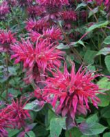 Monarda Raspberry Wine