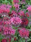 Monarda Raspberry Wine