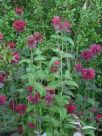 Monarda Raspberry Wine