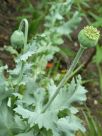 Papaver somniferum Paeoniiflorum Group