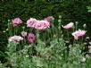 Papaver somniferum Paeoniiflorum Group