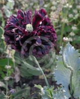 Papaver somniferum Paeoniiflorum Group Black Paeony