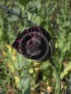 Papaver somniferum Paeoniiflorum Group Black Paeony