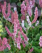 Persicaria affinis Darjeeling Red