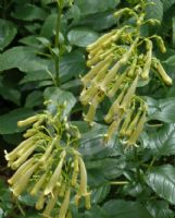 Phygelius aequalis Yellow Trumpet