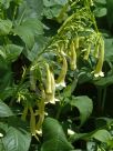 Phygelius aequalis Yellow Trumpet