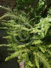 Polystichum setiferum Grandidens