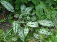 Pulmonaria saccharata Argentea Group