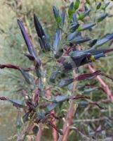 Puya coerulea violacea