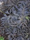 Sambucus nigra porphyrophylla Black Lace