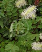 Sanguisorba obtusa Alba