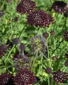 Scabiosa atropurpurea Chile Black