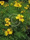 Tagetes patula Lemon Gem