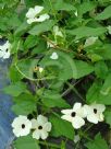 Thunbergia alata Alba