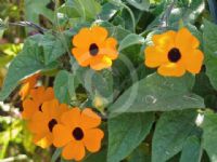 Thunbergia alata Orange Beauty