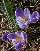 Crocus vernus Pickwick