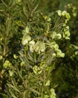 Grevillea lanigera Lutea