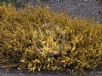 Acacia amblygona Winter Gold