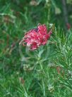 Grevillea rosmarinifolia Scarlet Sprite