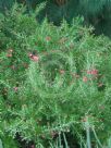 Grevillea rosmarinifolia Scarlet Sprite