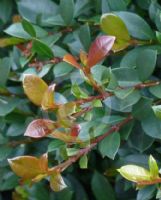 Syzygium australe Tiny Trev