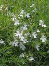 Westringia longifolia Snow Flurry