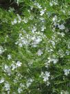 Westringia longifolia Snow Flurry