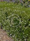 Westringia longifolia Snow Flurry