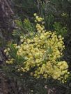 Acacia fimbriata dwarf