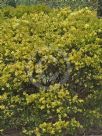 Acacia fimbriata dwarf