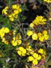 Erysimum Walberton's Fragrant Sunshine