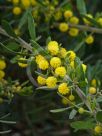 Acacia consobrina