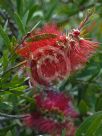 Callistemon Firebrand