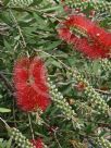 Callistemon Firebrand