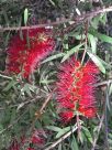 Callistemon Firebrand