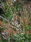 Callistemon Firebrand