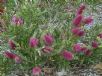 Callistemon Mauve Mist