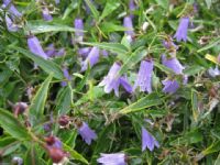 Campanula tommasiniana