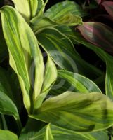 Cordyline fruticosa Tropic Frost