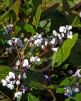 Hardenbergia violacea Pink Spray