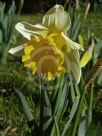 Narcissus Division 1 Big Chief