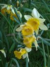 Narcissus Division 1 Big Chief