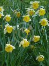 Narcissus Division 1 Big Chief