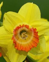 Narcissus Division 2 Bright Lass