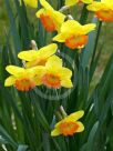 Narcissus Division 2 Bright Lass