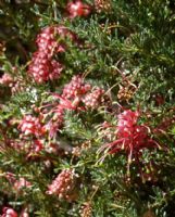 Grevillea hirtella