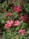 Grevillea hirtella