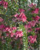 Grevillea baueri asperula