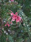 Grevillea baueri asperula